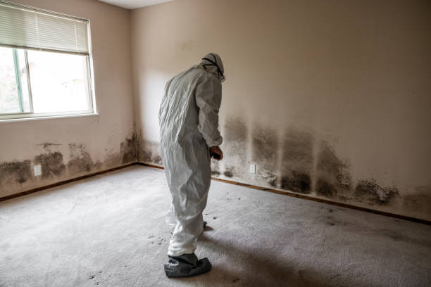 Best Commercial Mold Remediation in Medicine Lodge, KS